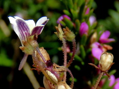 Nemesia bicornis