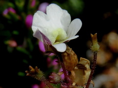Nemesia bicornis