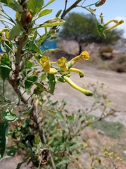 Nicotiana glauca