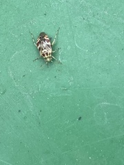 Tropidosteptes quercicola