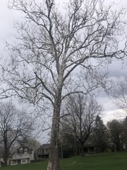 Platanus occidentalis
