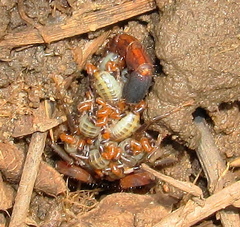 Uroplectes formosus