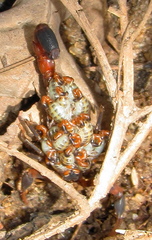 Uroplectes formosus