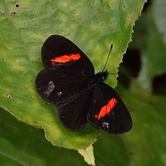 Castilia castilla