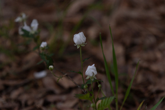 Anemonoides sylvestris