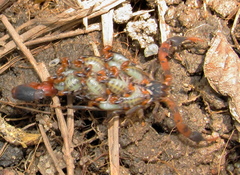 Uroplectes formosus