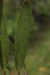 Satyria latifolia