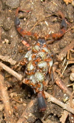 Uroplectes formosus