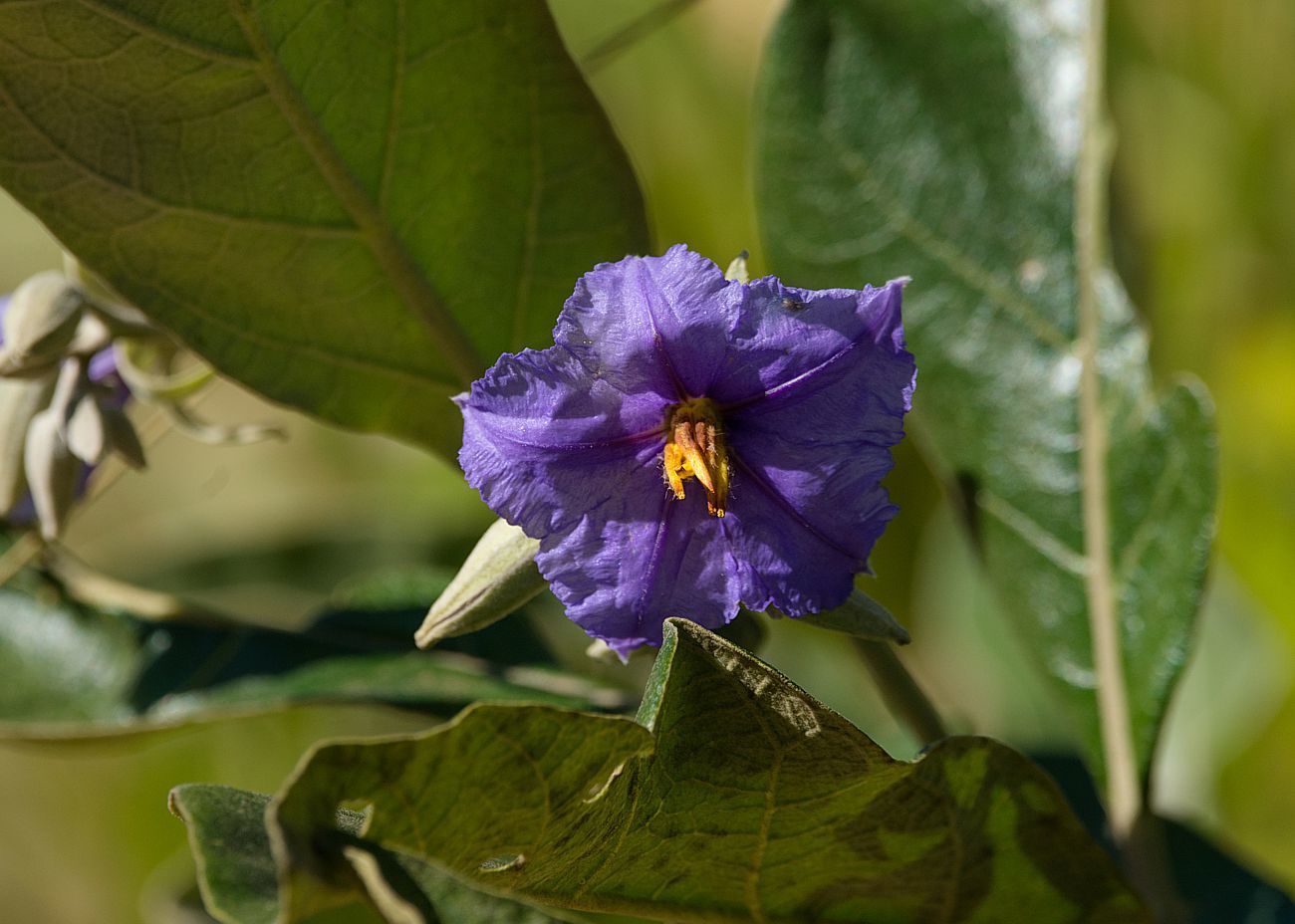Solanum lycocarpum