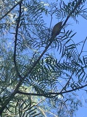 Troglodytes aedon