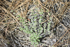 Leptosiphon melingii