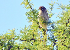 Spiziapteryx circumcincta