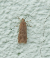 Helcystogramma triannulella