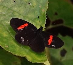 Castilia castilla