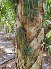 Vittaria lineata image