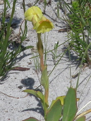 Pterygodium acutifolium