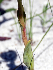 Pterygodium acutifolium