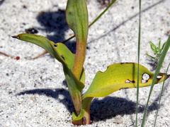 Pterygodium acutifolium