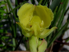 Pterygodium acutifolium