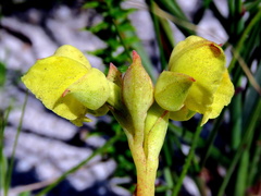 Pterygodium acutifolium