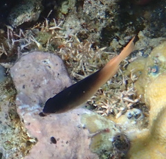 Chrysiptera caesifrons