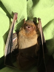 Lasiurus xanthinus