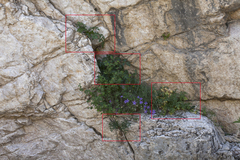 Aulacospermum popovii