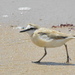 Interior White-fronted Plover - Photo (c) Peter Vos, some rights reserved (CC BY-NC), uploaded by Peter Vos