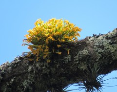Acianthera sonderiana