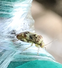 Tropidosteptes quercicola