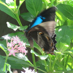 Papilio ulysses