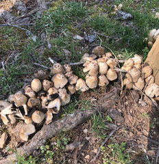 Coprinellus micaceus