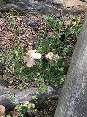 Coprinellus micaceus