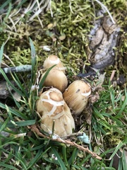 Coprinellus micaceus