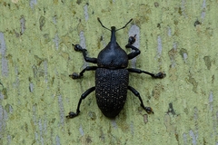 Homalinotus coriaceus