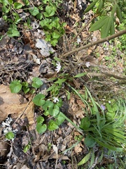 Claytonia caroliniana
