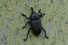 Homalinotus coriaceus