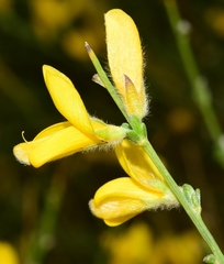 Genista ramosissima