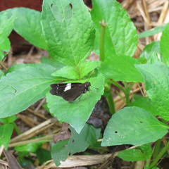 Notocrypta waigensis