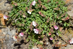 Chaenorhinum origanifolium crassifolium
