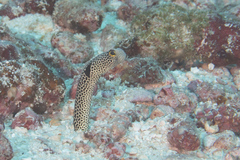Heteroconger hassi