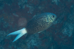 Chromis xanthura