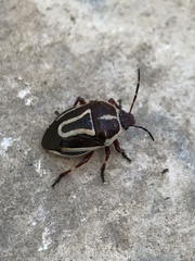 Perillus circumcinctus