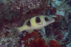 Parupeneus crassilabris