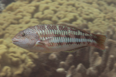 Christmas Wrasse photo 4