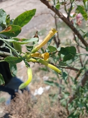 Nicotiana glauca