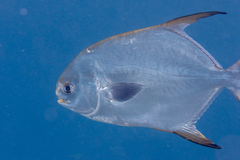 Trachinotus blochii