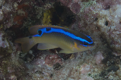 Chrysiptera leucopoma