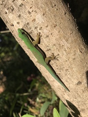 Phelsuma lineata