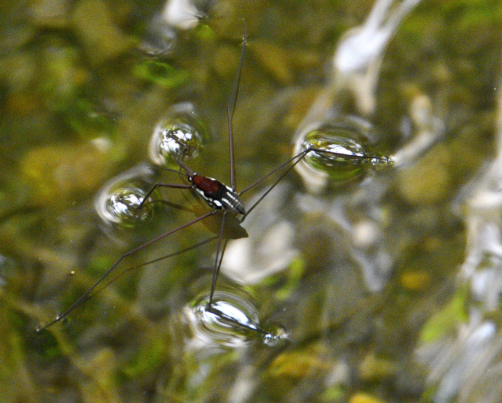 Charmatometrinae